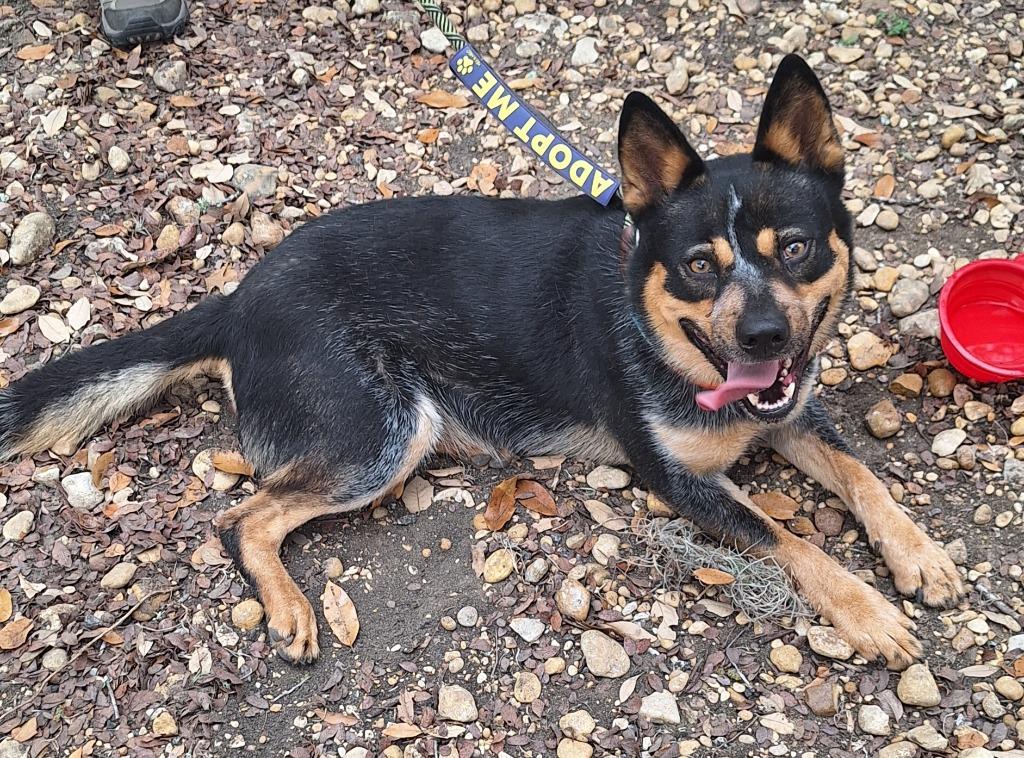 Enlarge Bug, a Adoptable mixed breed in Lockhart, TX image 2/4