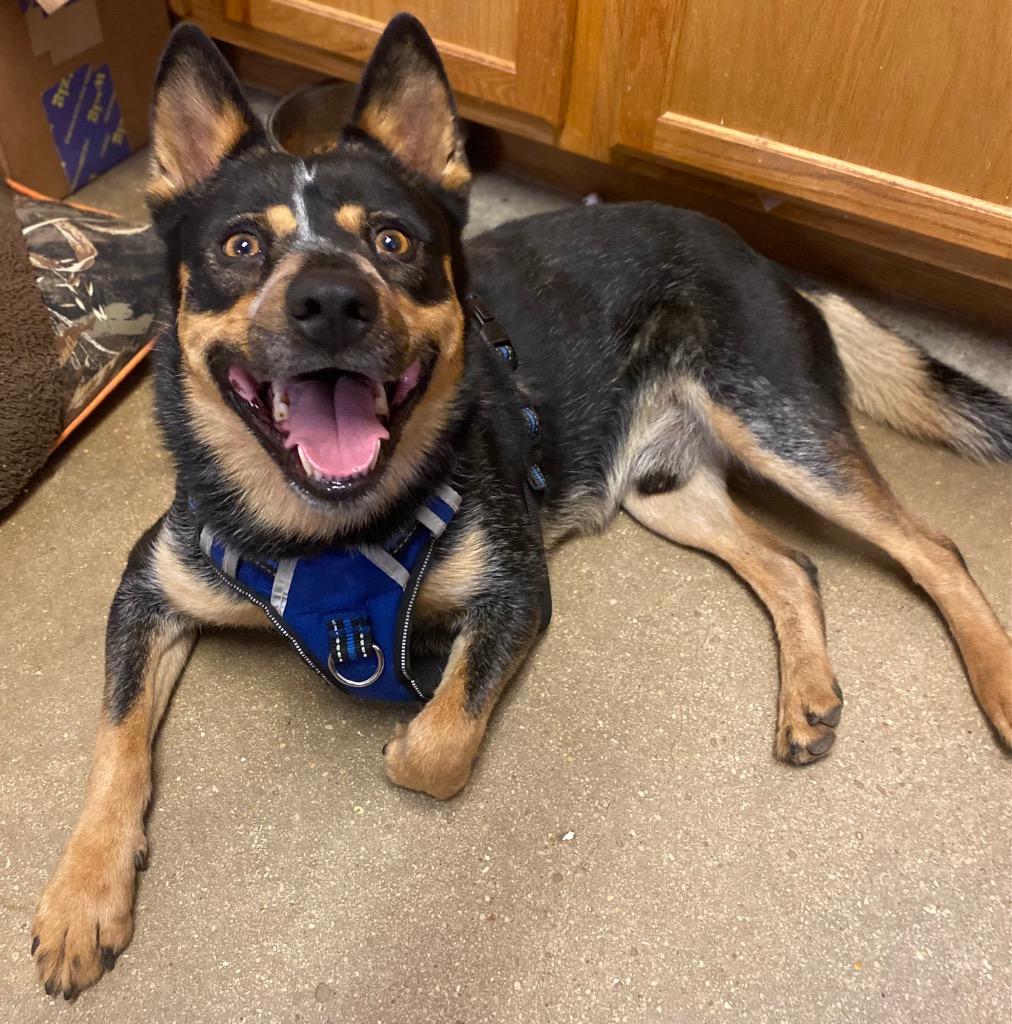 Enlarge Bug/Levi, a Adoptable mixed breed in Lockhart, TX image 3/5