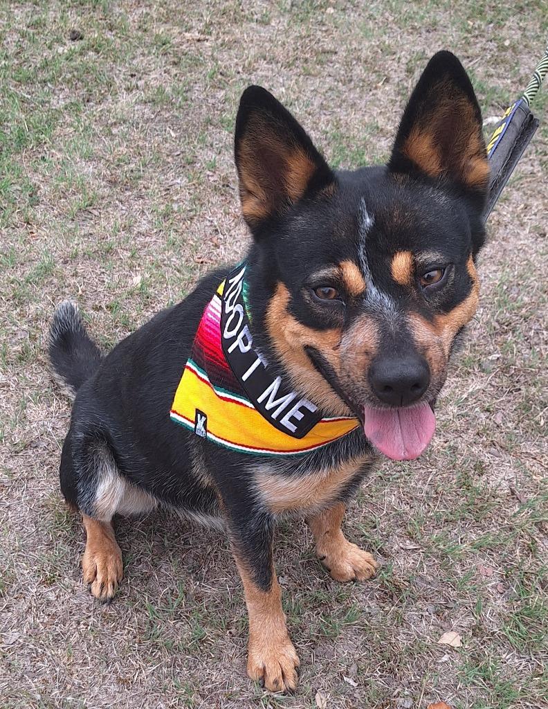 Enlarge Bug, a Adoptable mixed breed in Lockhart, TX image 3/4