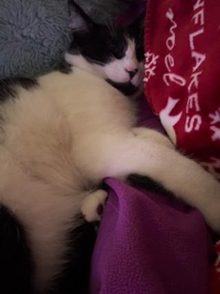 Enlarge Buddy, a Adoptable Domestic Short Hair in Pasco, WA image 3/6