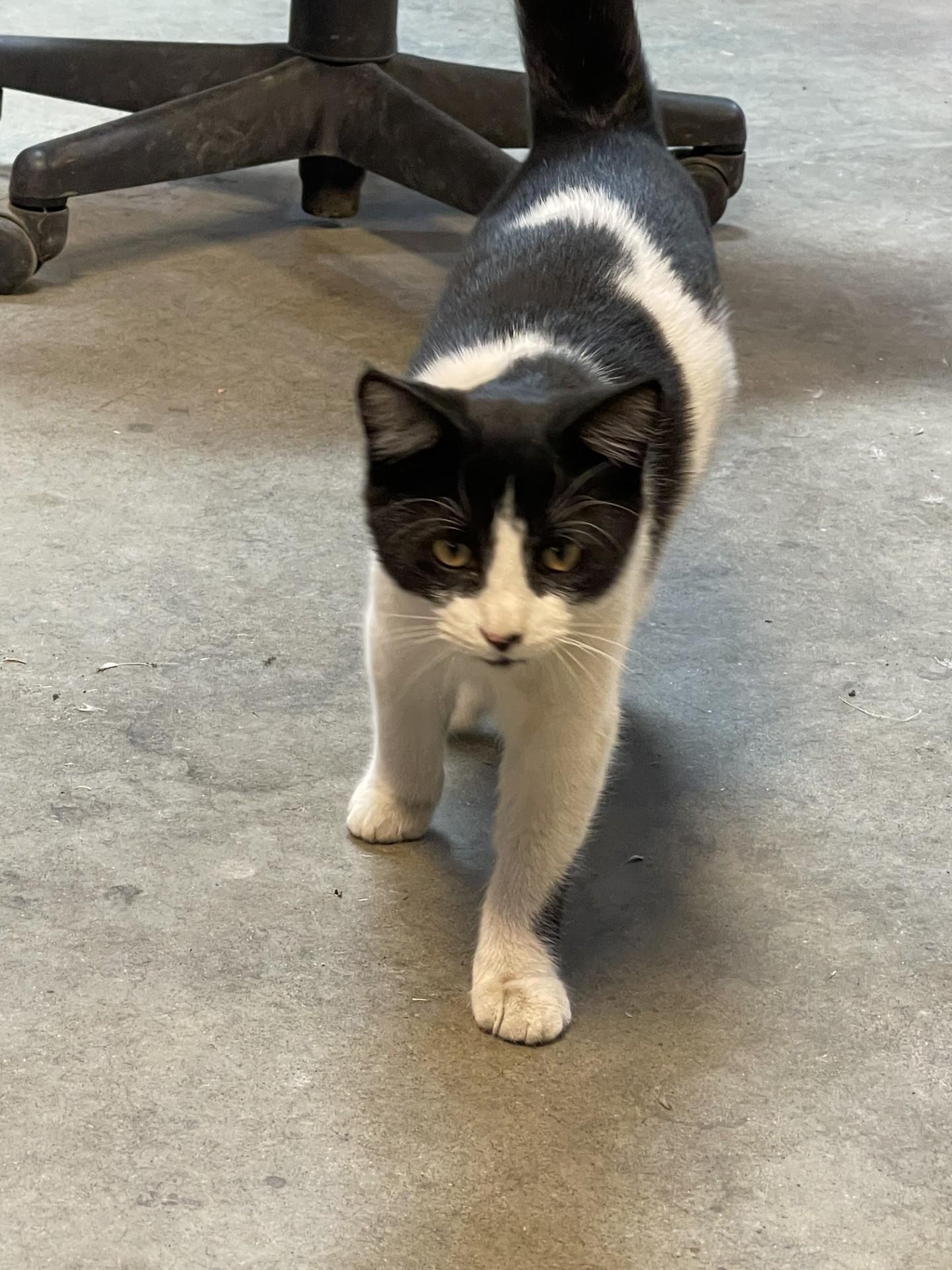 Enlarge Buddy, a Adoptable Domestic Short Hair in Pasco, WA image 5/6