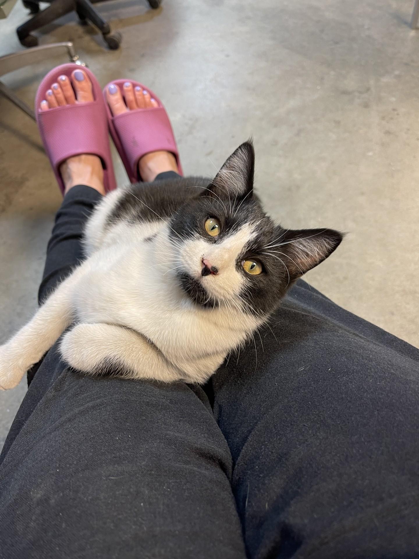 Enlarge Buddy, a Adoptable Domestic Short Hair in Pasco, WA image 4/6