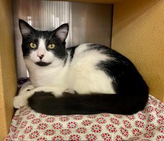 Enlarge Buddy, a Adoptable Domestic Short Hair in Pasco, WA image 6/6