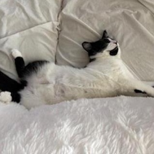 Buddy, Adoptable, Young Male Domestic Short Hair.