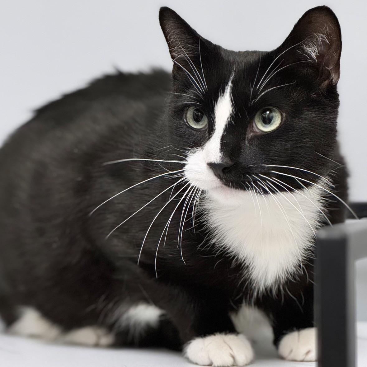 Butters, adopted, Adult Male Domestic Short Hair.