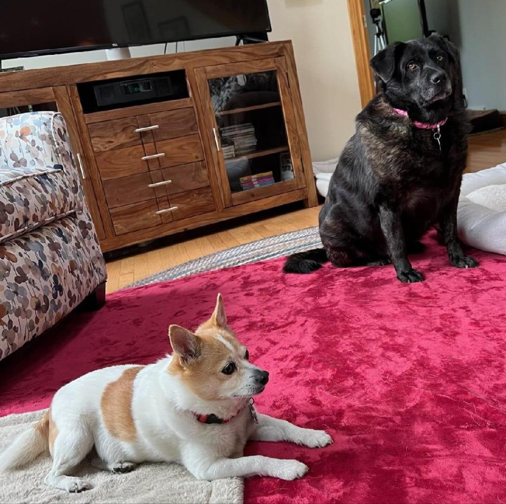 Binky *CURRENTLY IN FOSTER*, a Adoptable mixed breed in Ladysmith, WI image 3/6