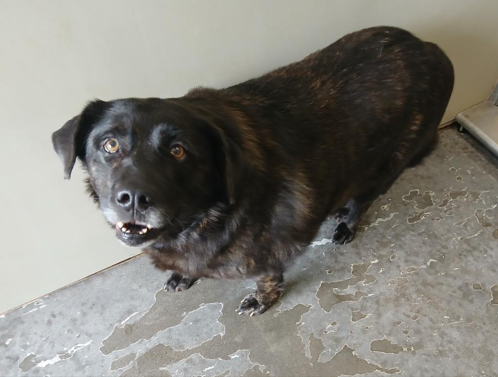 Binky *CURRENTLY IN FOSTER*, a Adoptable mixed breed in Ladysmith, WI image 6/6