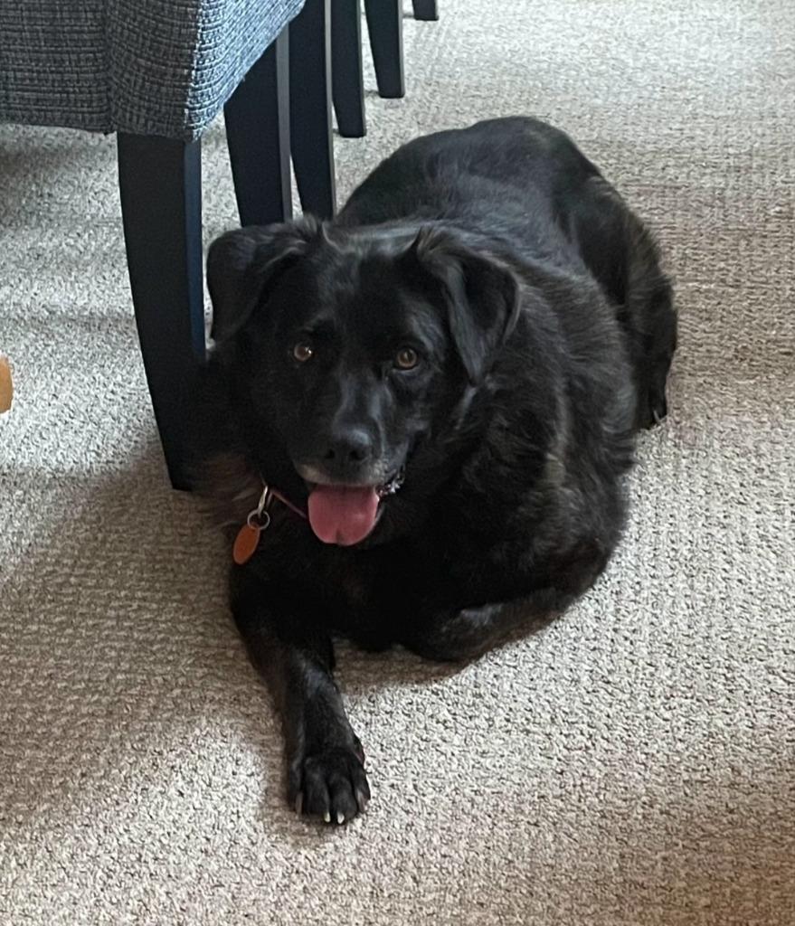 Binky *CURRENTLY IN FOSTER*, a Adoptable mixed breed in Ladysmith, WI image 2/6