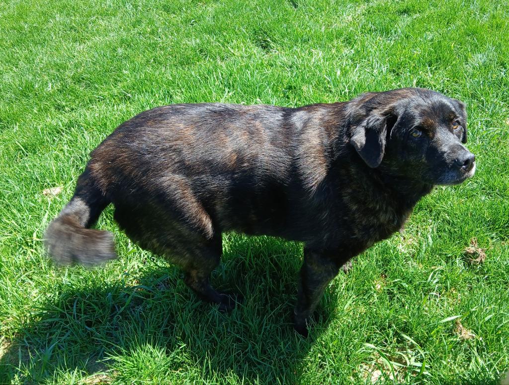 Binky *CURRENTLY IN FOSTER*, a Adoptable mixed breed in Ladysmith, WI image 5/6