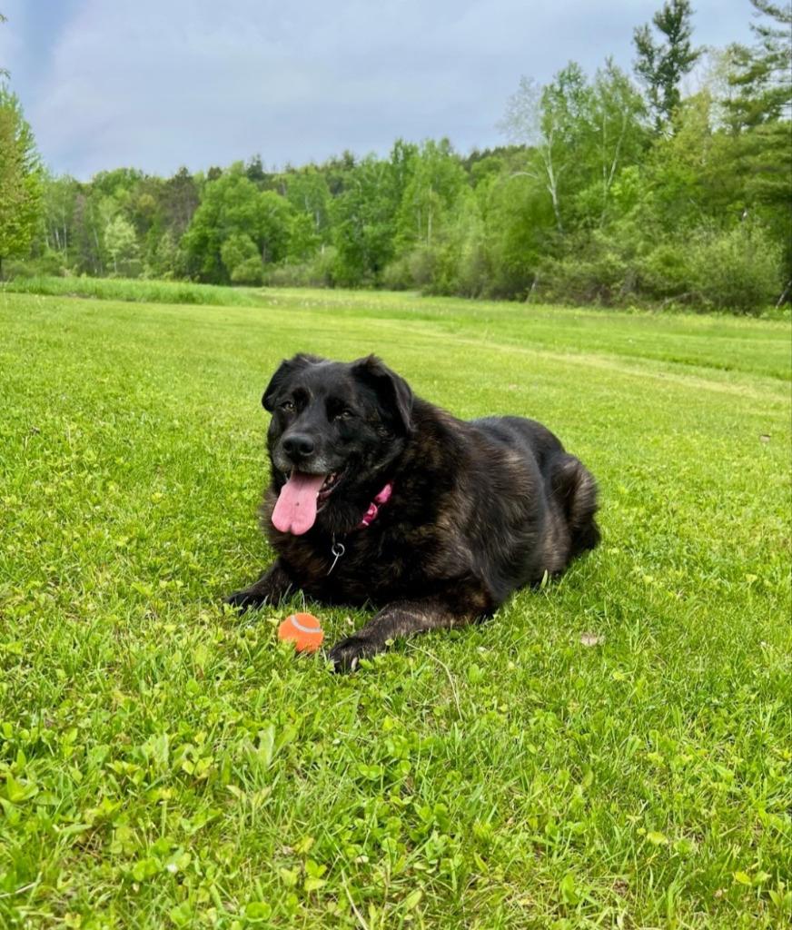 Binky *CURRENTLY IN FOSTER*, Adoptable, Senior Female Chesapeake Bay Retriever & Pug.