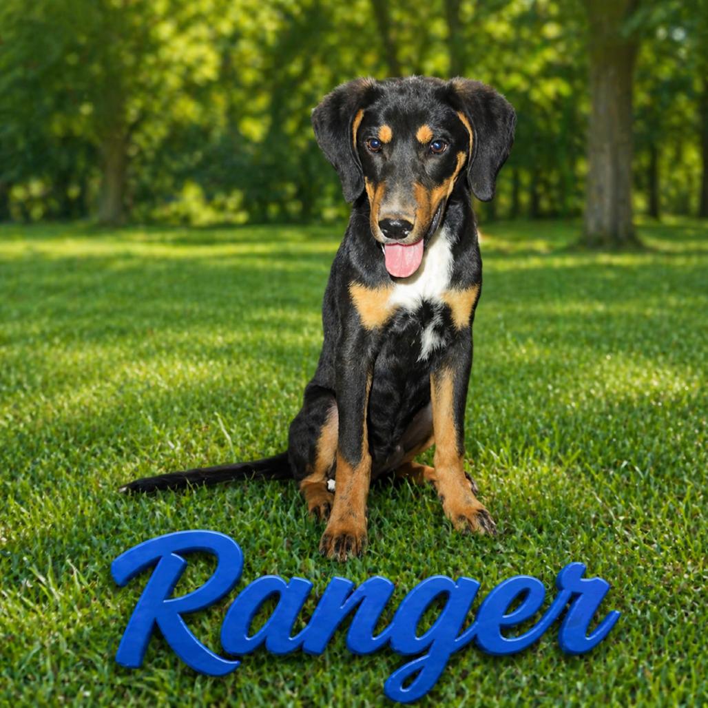 Enlarge Ranger, a Adoptable mixed breed in Hohenwald, TN image 1/2