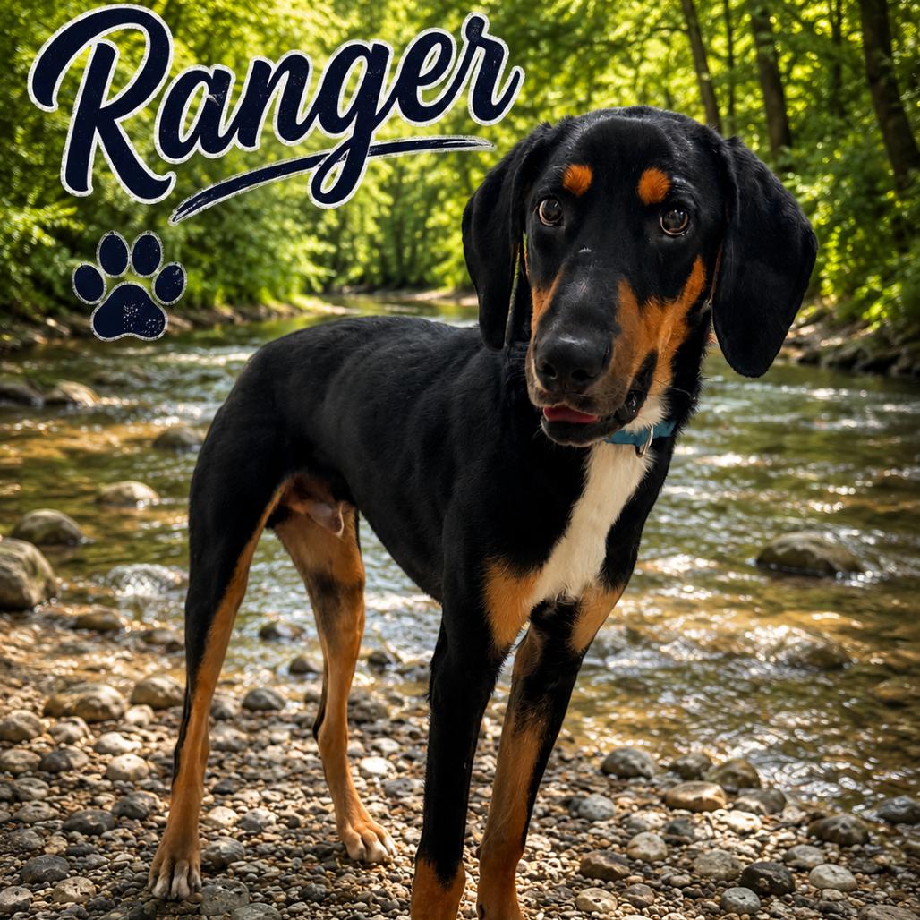 Enlarge Ranger, a Adoptable mixed breed in Hohenwald, TN image 2/2