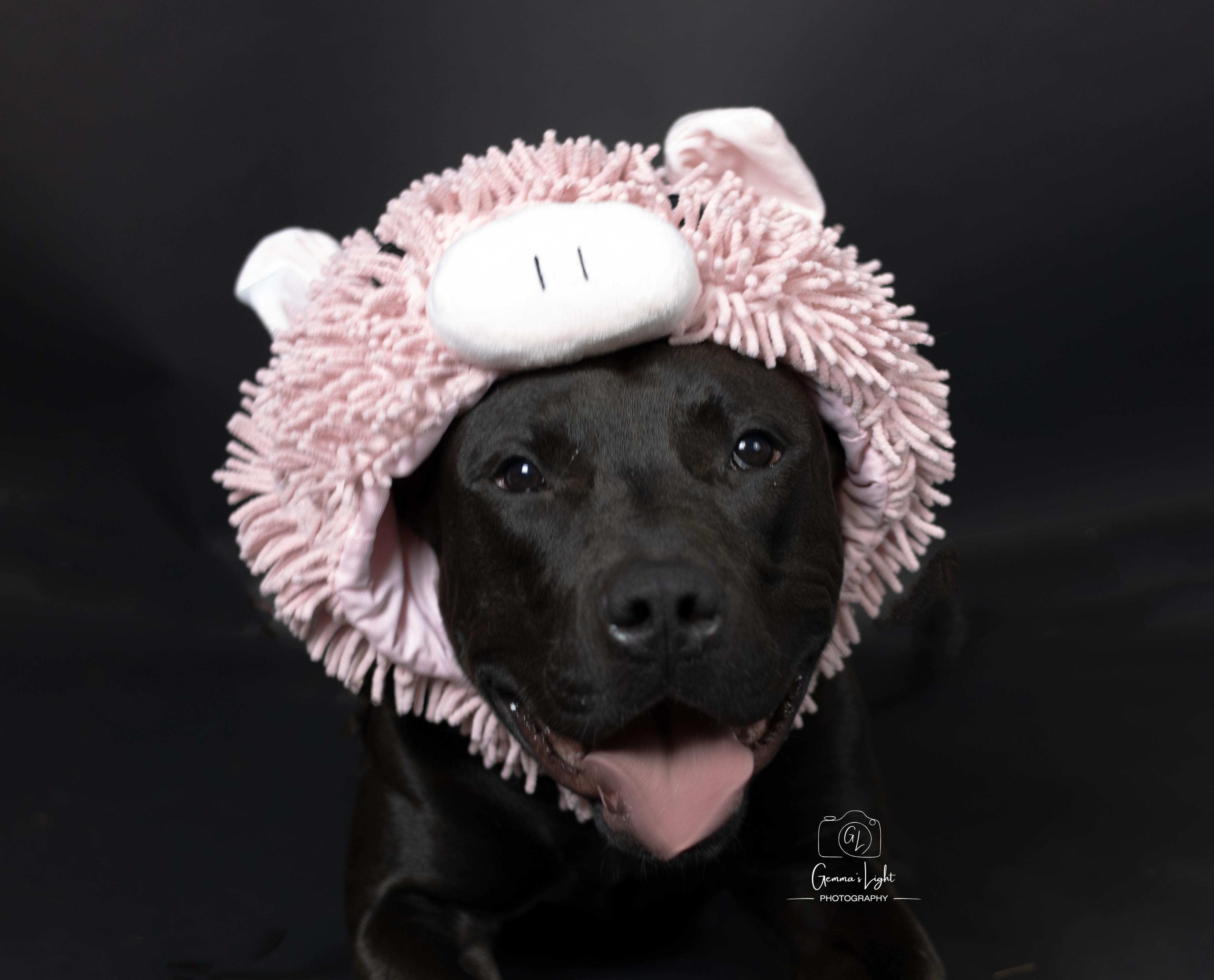 Noah, a Adoptable mixed breed in Cleveland, OH image 2/6