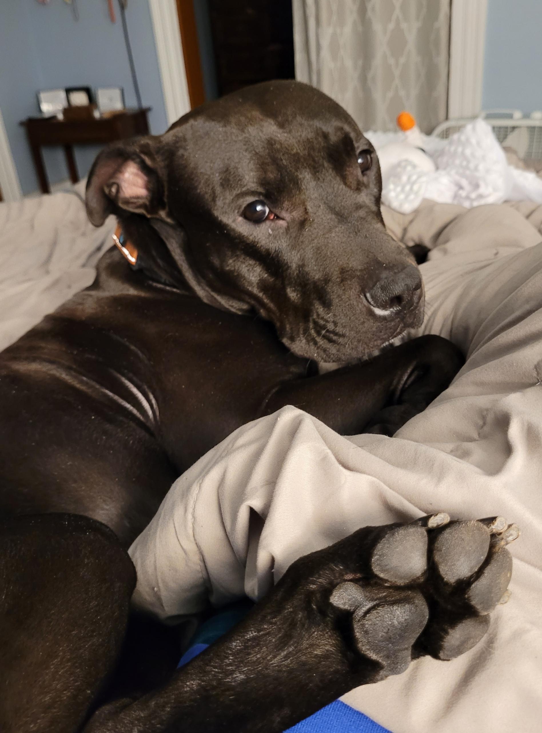 Noah, a Adoptable mixed breed in Cleveland, OH image 3/6