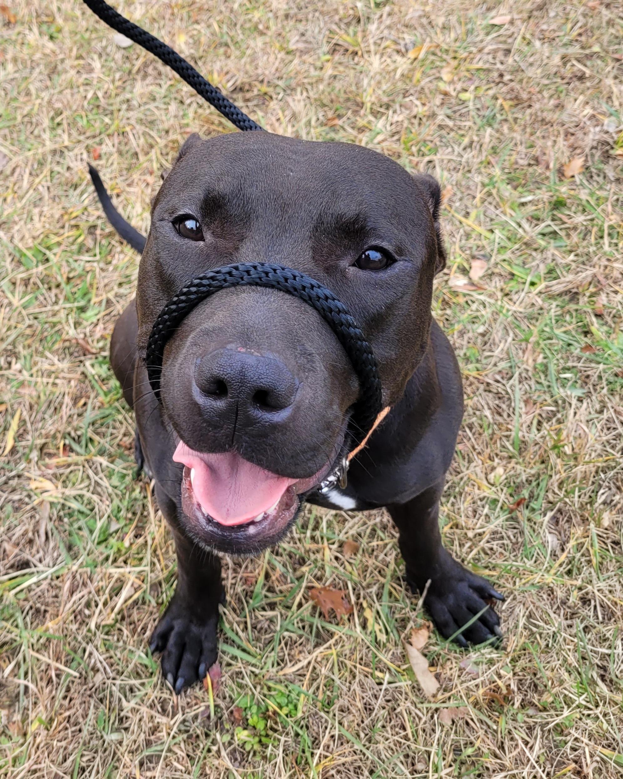 Noah, a Adoptable mixed breed in Cleveland, OH image 6/6