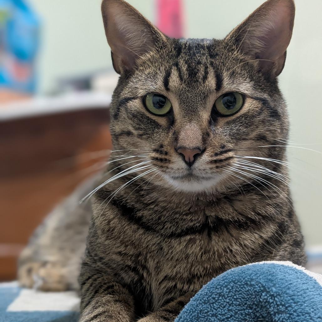 Louis, Adoptable, Adult Male Domestic Short Hair.