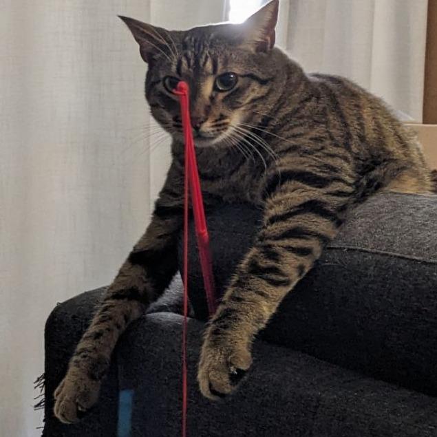 Enlarge Louis, a Adoptable Domestic Short Hair in Atlanta, GA image 3/4