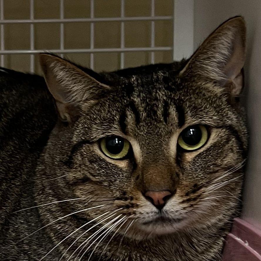 Enlarge Louis, a Adoptable Domestic Short Hair in Atlanta, GA image 4/4