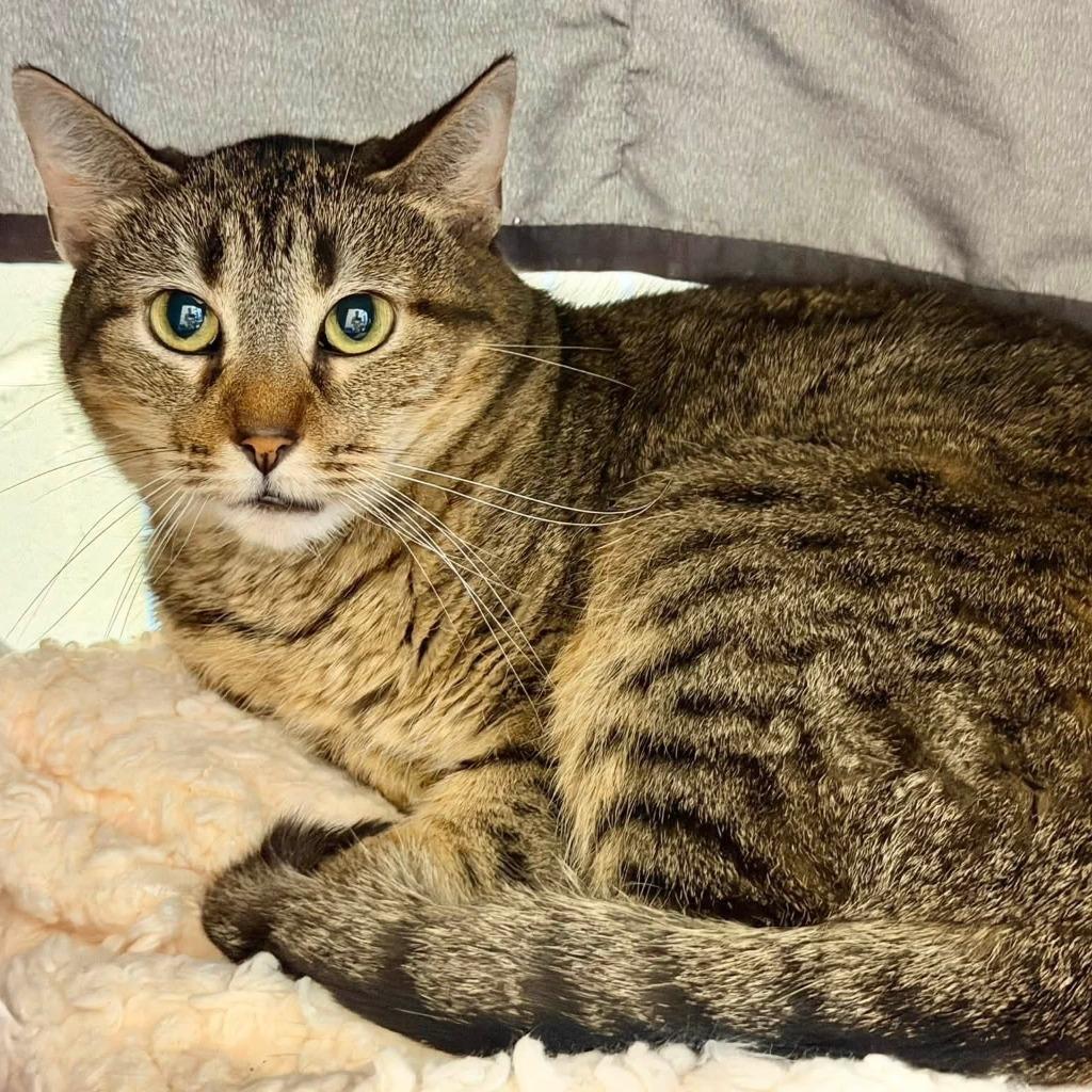 Enlarge Molly, a Adoptable mixed breed in Columbia, IL image 1/1