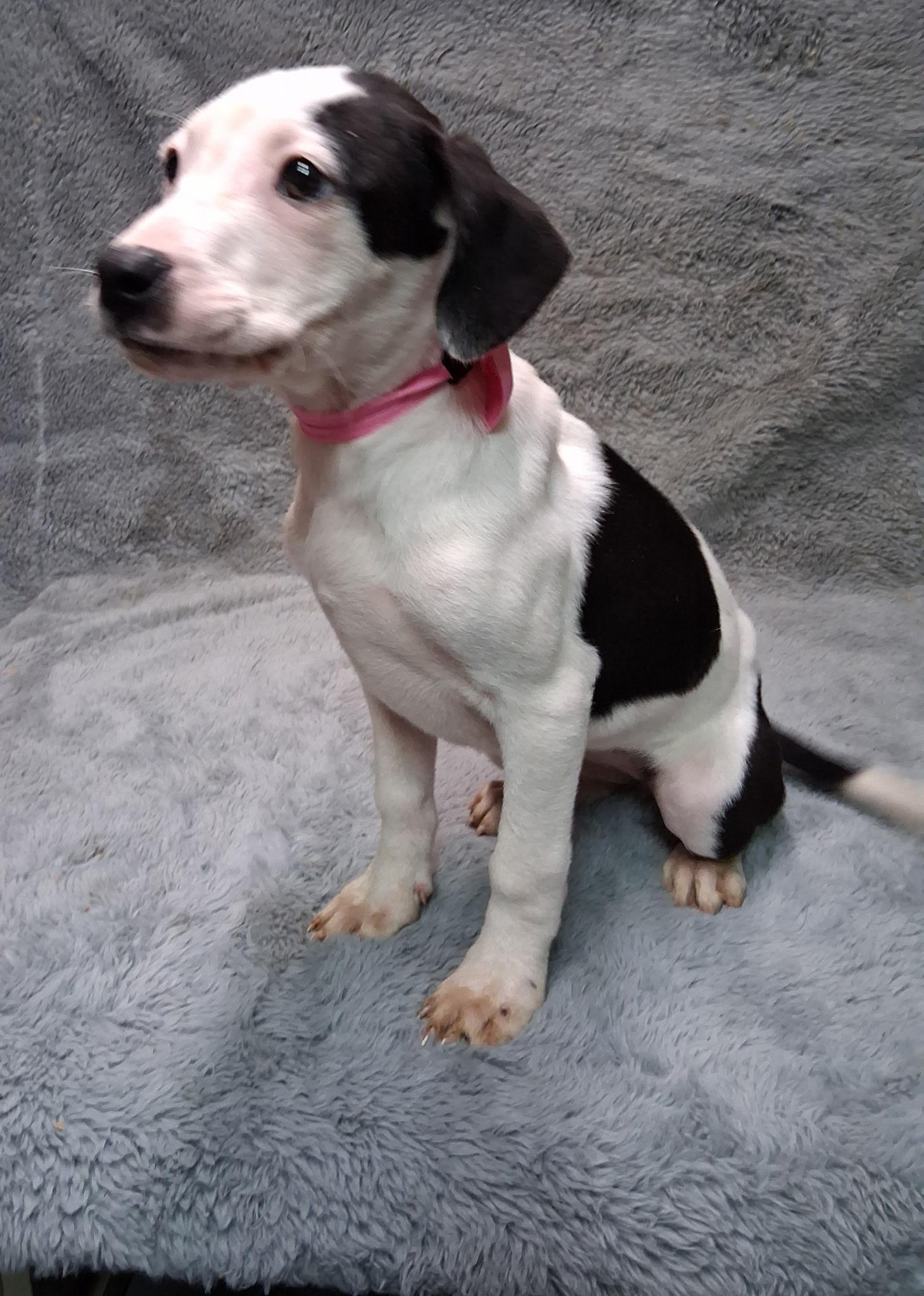 Enlarge Teagan- COME MEET!, a ADOPTABLE mixed breed in Medfield, MA image 2/5