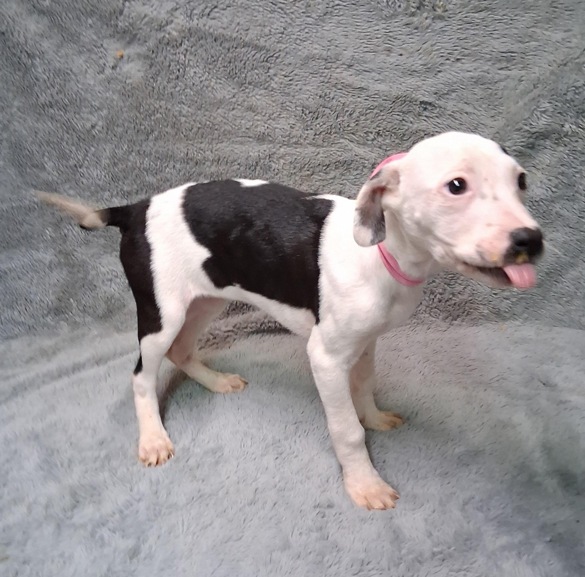 Enlarge Teagan- COME MEET!, a ADOPTABLE mixed breed in Medfield, MA image 4/5