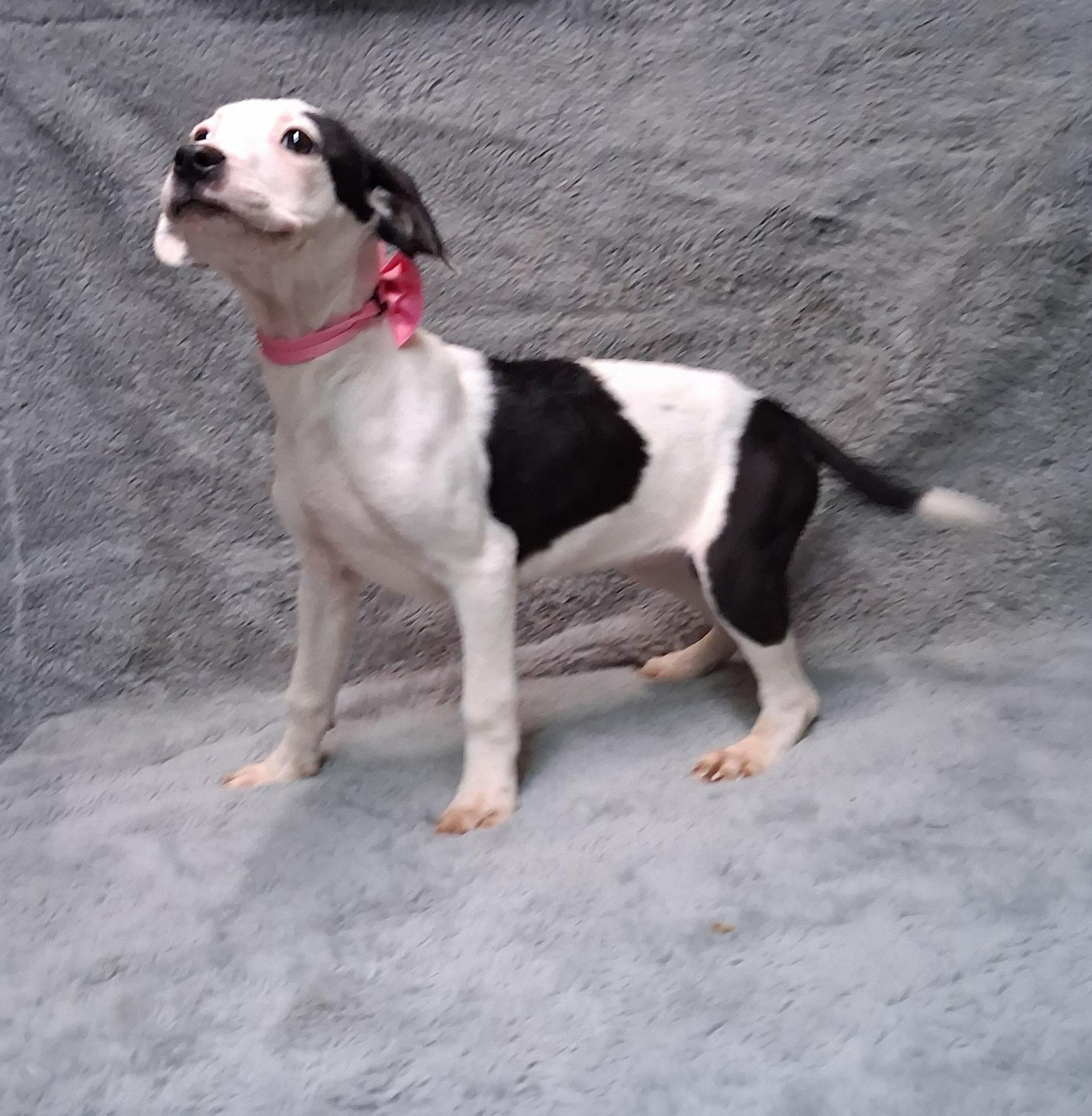 Enlarge Teagan- COME MEET!, a ADOPTABLE mixed breed in Medfield, MA image 3/5