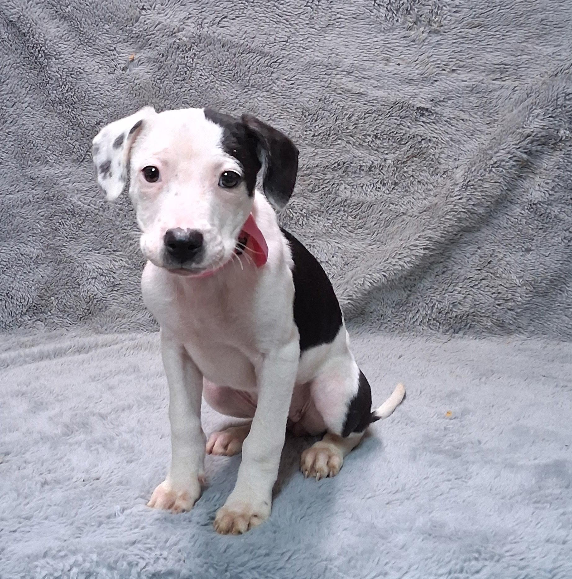 Enlarge Teagan- COME MEET!, a ADOPTABLE mixed breed in Medfield, MA image 1/5