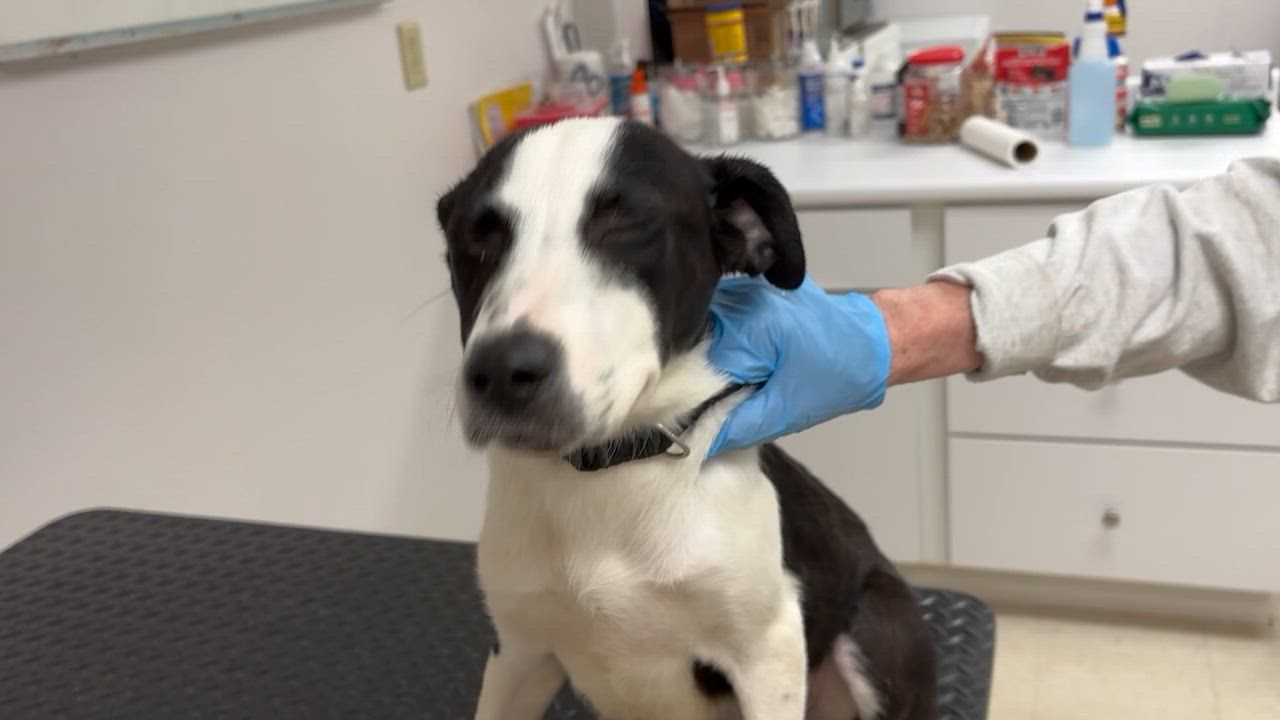 Enlarge Teagan- COME MEET!, a ADOPTABLE mixed breed in Medfield, MA video 5/5