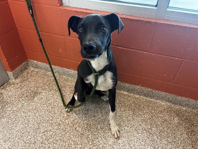 OREO, Adoptable, Young Female Pit Bull Terrier & Border Collie.
