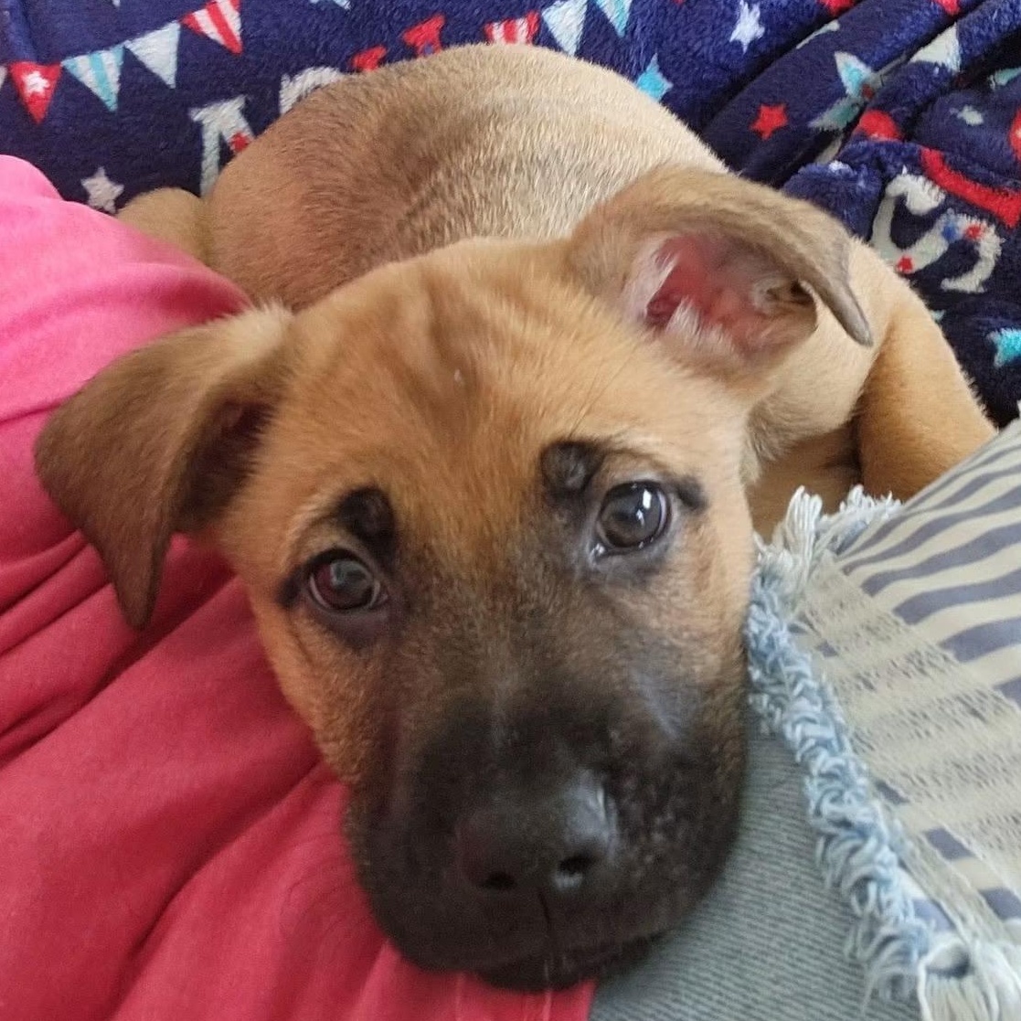 Ranger, a Adoptable mixed breed in Dunkirk , NY image 6/6