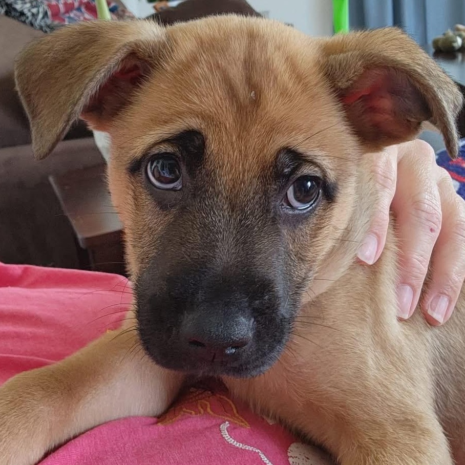 Ranger, a Adoptable mixed breed in Dunkirk , NY image 2/6