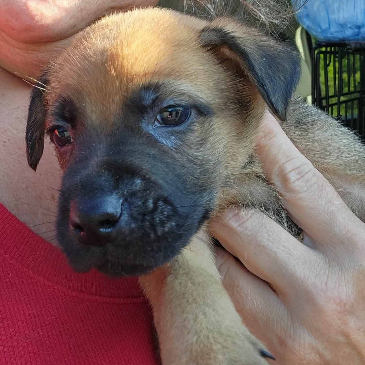 Ranger, a Adoptable mixed breed in Dunkirk , NY image 5/6