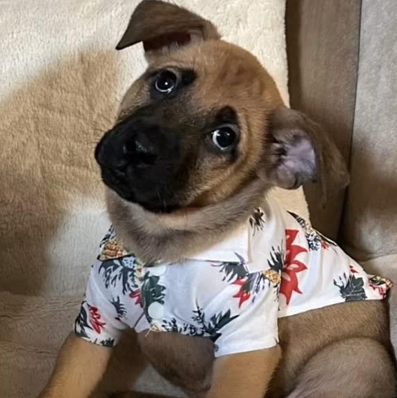 Ranger, a Adoptable mixed breed in Dunkirk , NY image 3/6