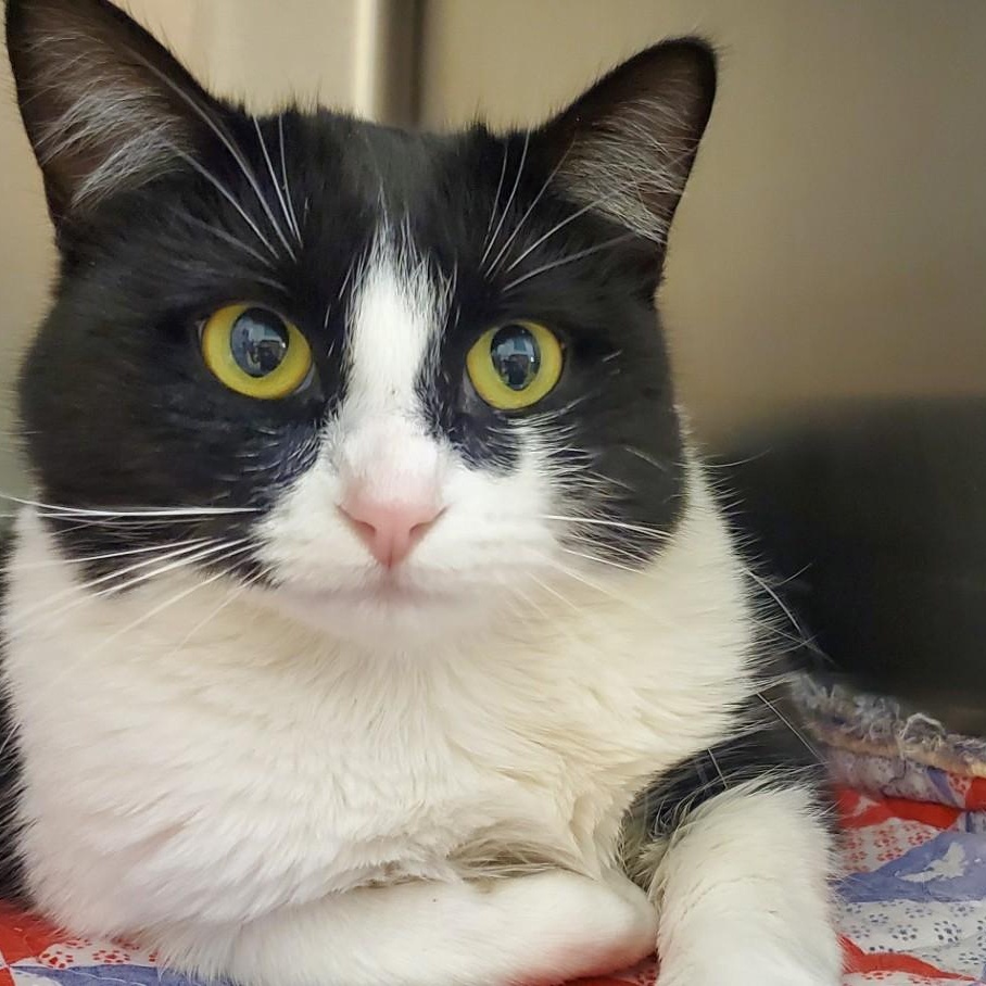 Enlarge MISSY, a ADOPTABLE Domestic Medium Hair in Spokane, WA image 1/3