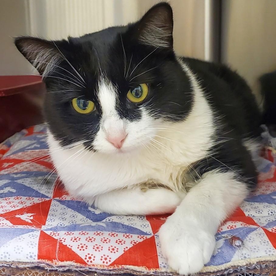 Enlarge MISSY, a ADOPTABLE Domestic Medium Hair in Spokane, WA image 2/3