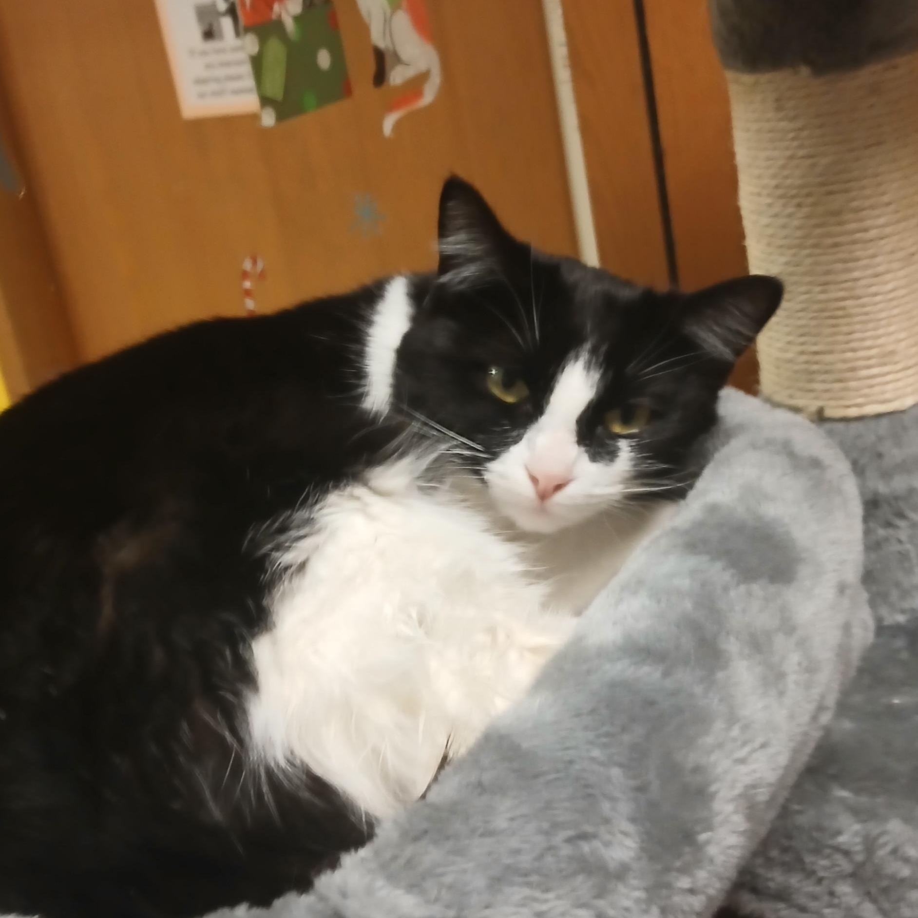 Enlarge MISSY, a ADOPTABLE Domestic Medium Hair in Spokane, WA image 3/3