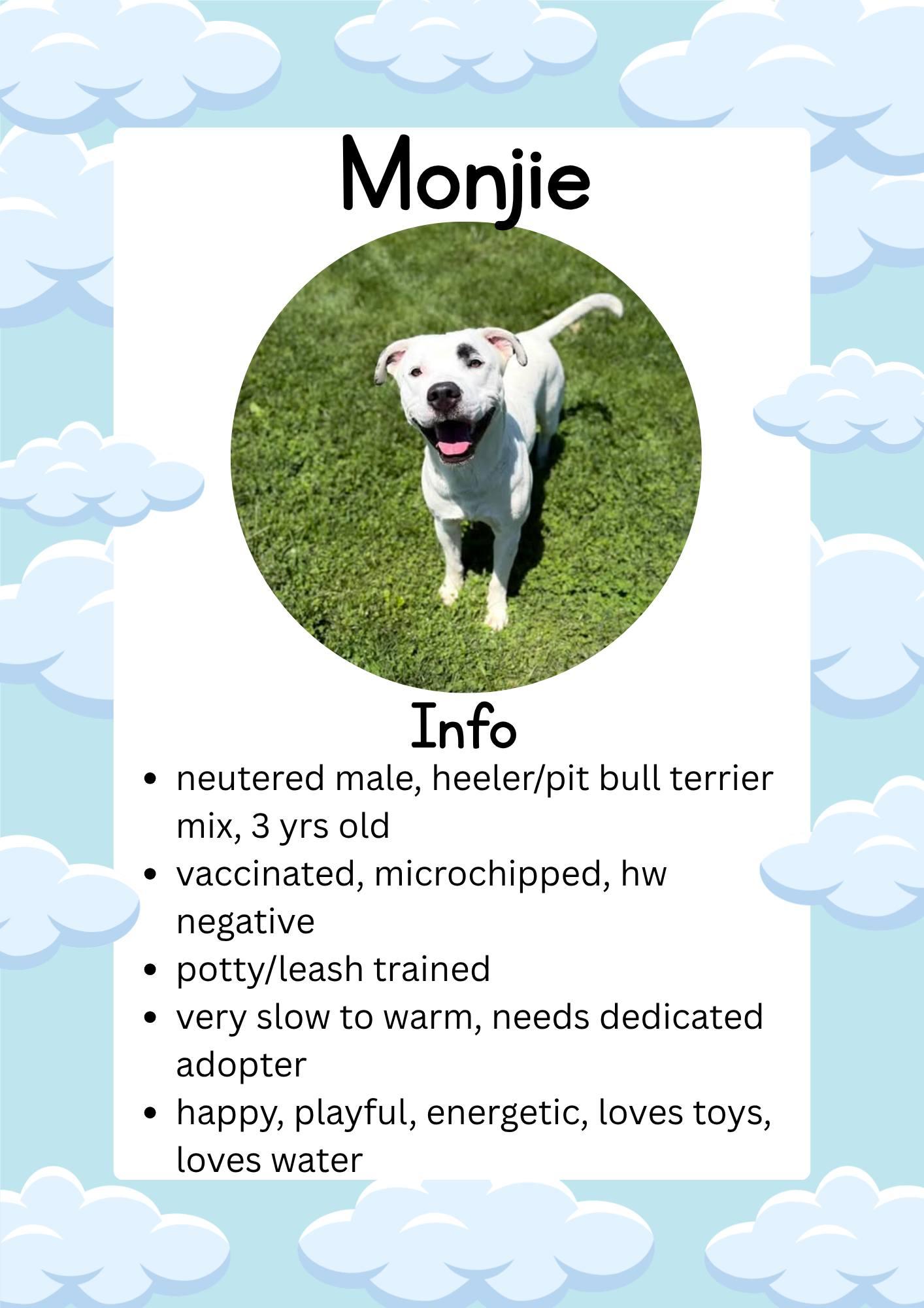 Enlarge Monjie, a ADOPTABLE mixed breed in Greensburg, IN image 1/1