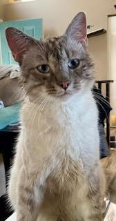 Enlarge Lynx, an adopted Siamese in Kenai, AK image 1/1