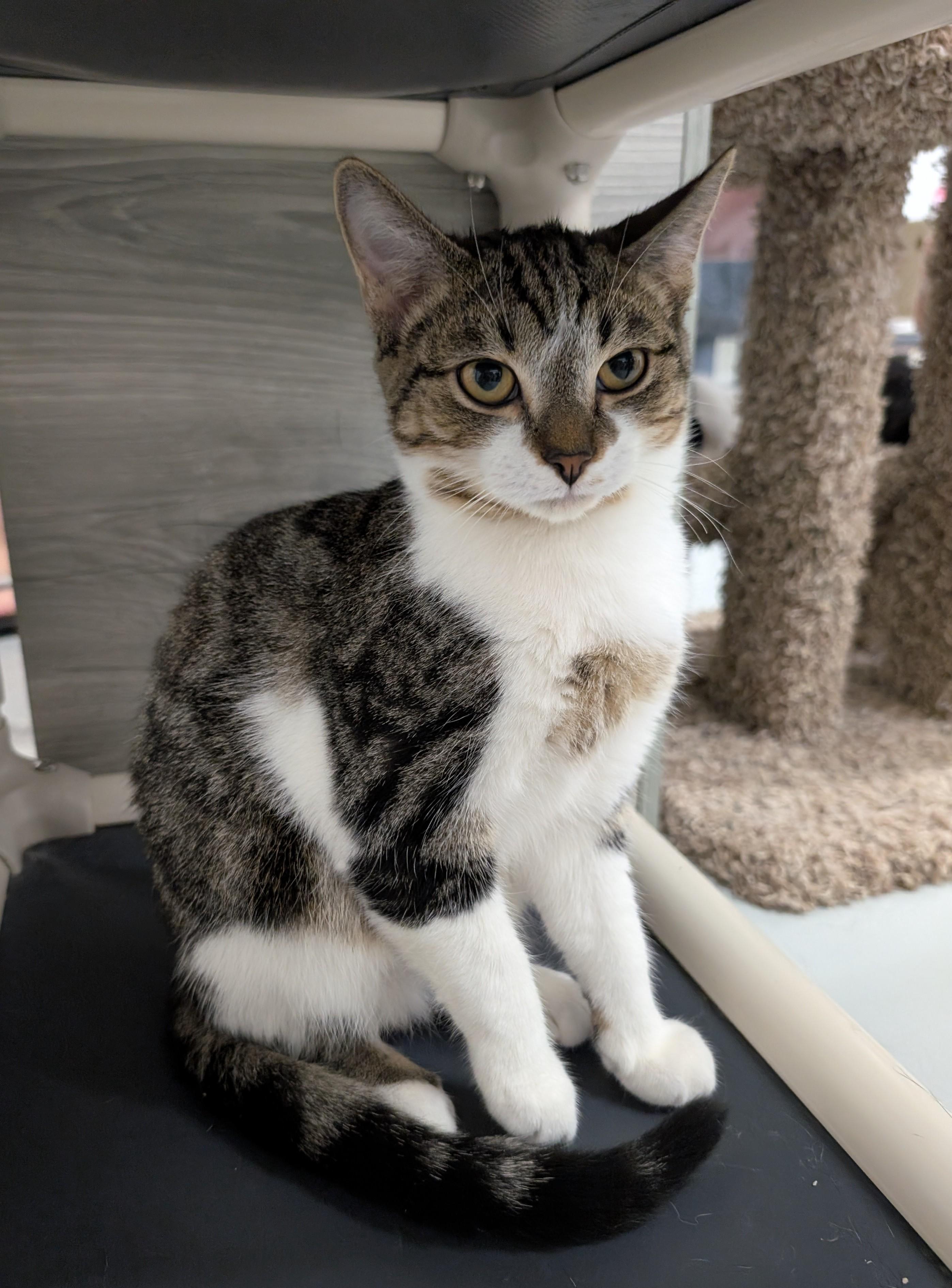 Enlarge Gino, a Adoptable Domestic Short Hair in West Palm Beach, FL image 3/3