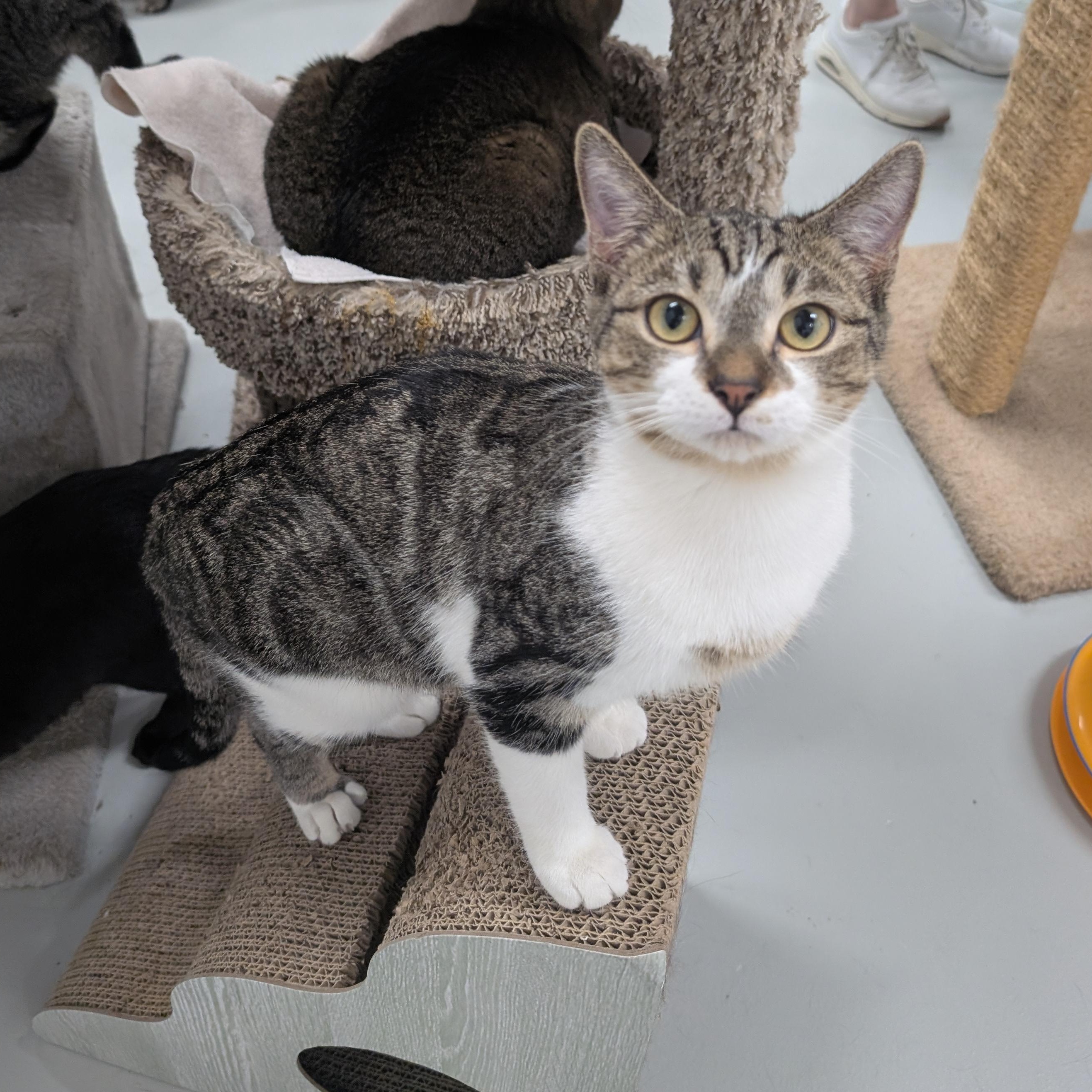 Gino, Adoptable, Kitten Male Domestic Short Hair.