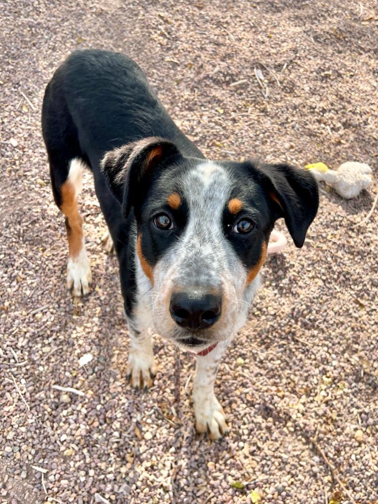 Bo, a Adoptable mixed breed in Rock Springs, WY image 1/2
