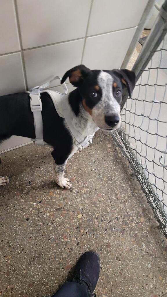 Bo, a Adoptable mixed breed in Rock Springs, WY image 2/2