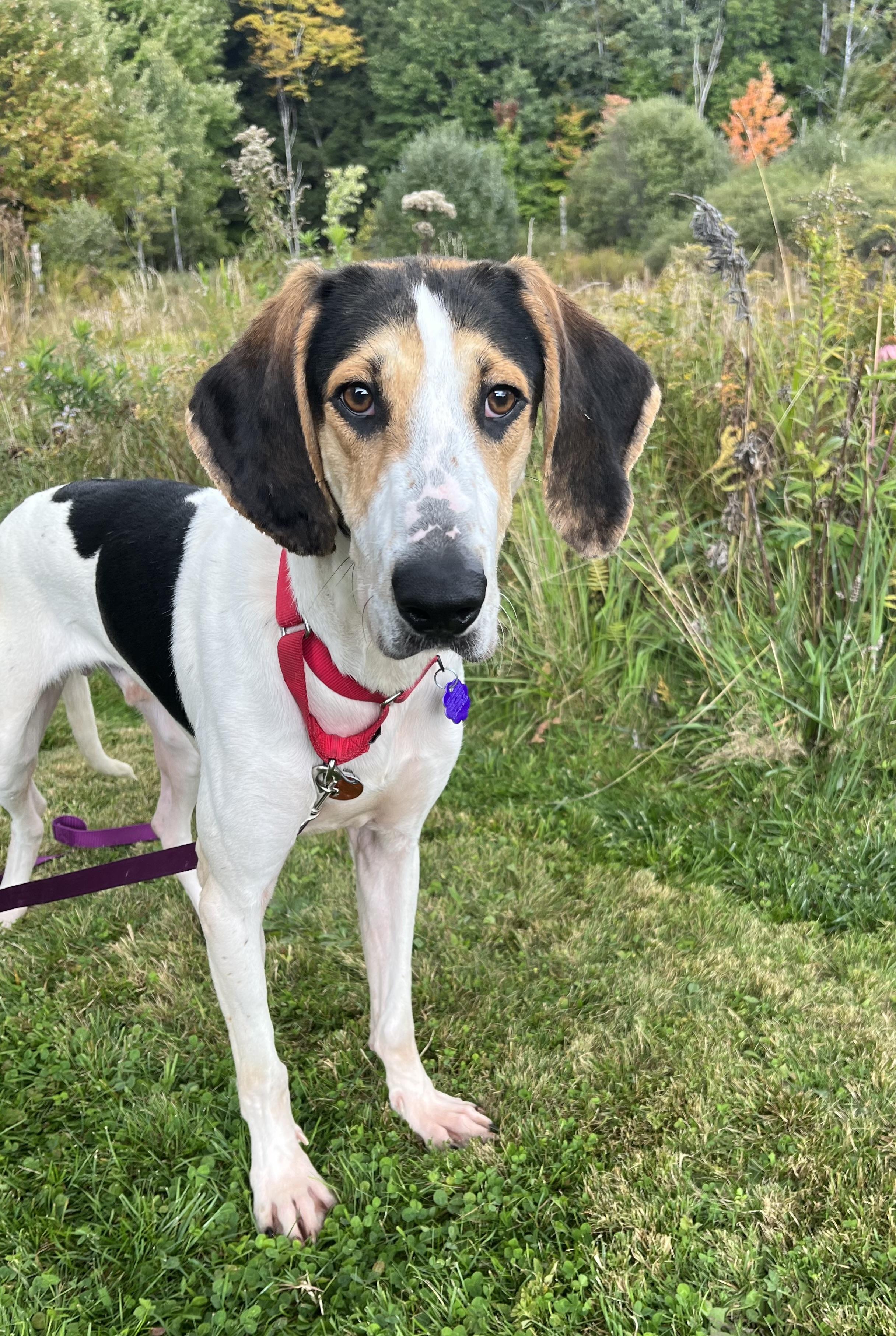 Enlarge Charles, a Adoptable Treeing Walker Coonhound in Brownsville, VT image 1/1