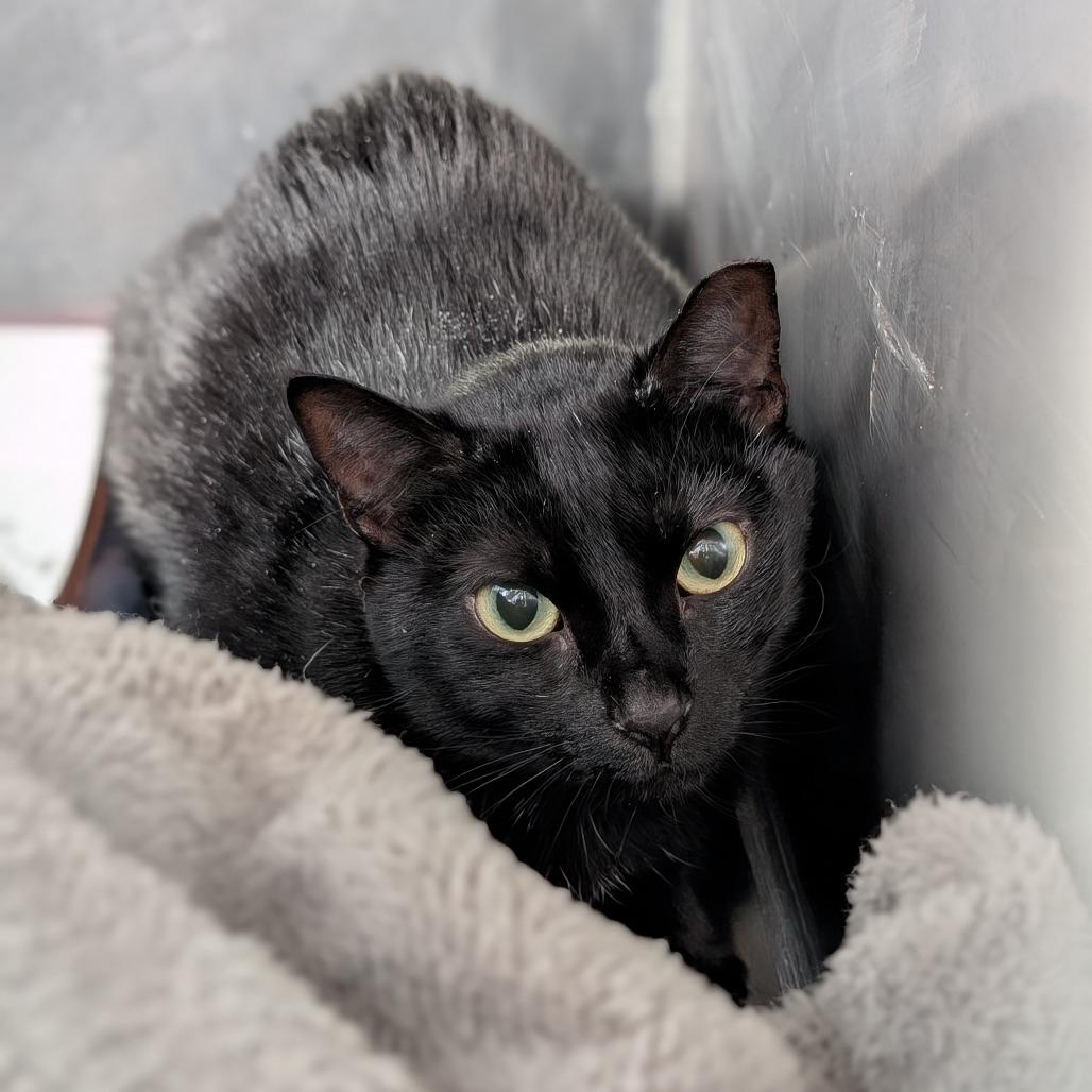 Mademoiselle Jellyfish, Adoptable, Adult Female Domestic Short Hair.