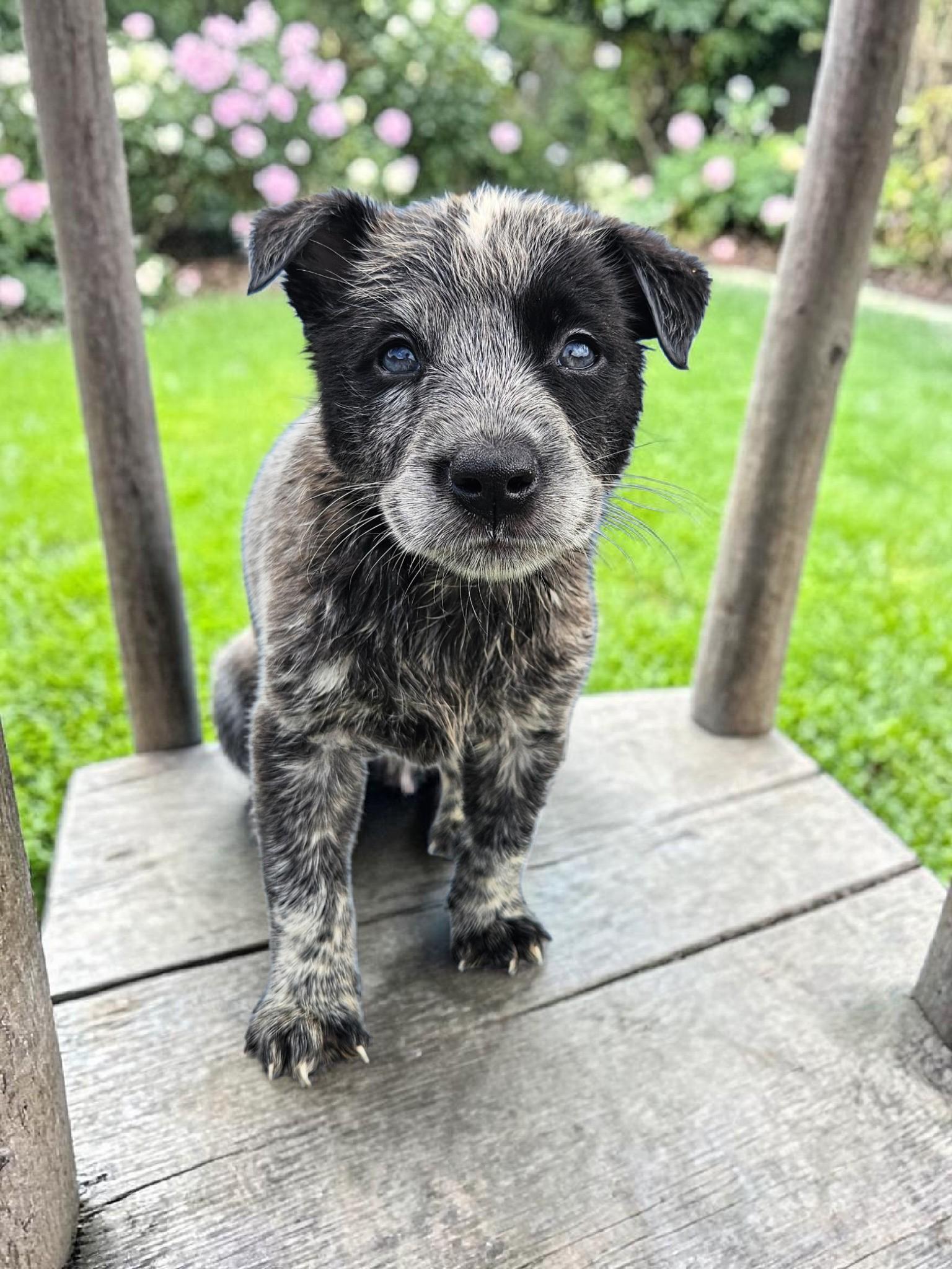 Carolyn, Adoptable, Puppy Female Australian Cattle Dog / Blue Heeler & Australian Cattle Dog / Blue Heeler.