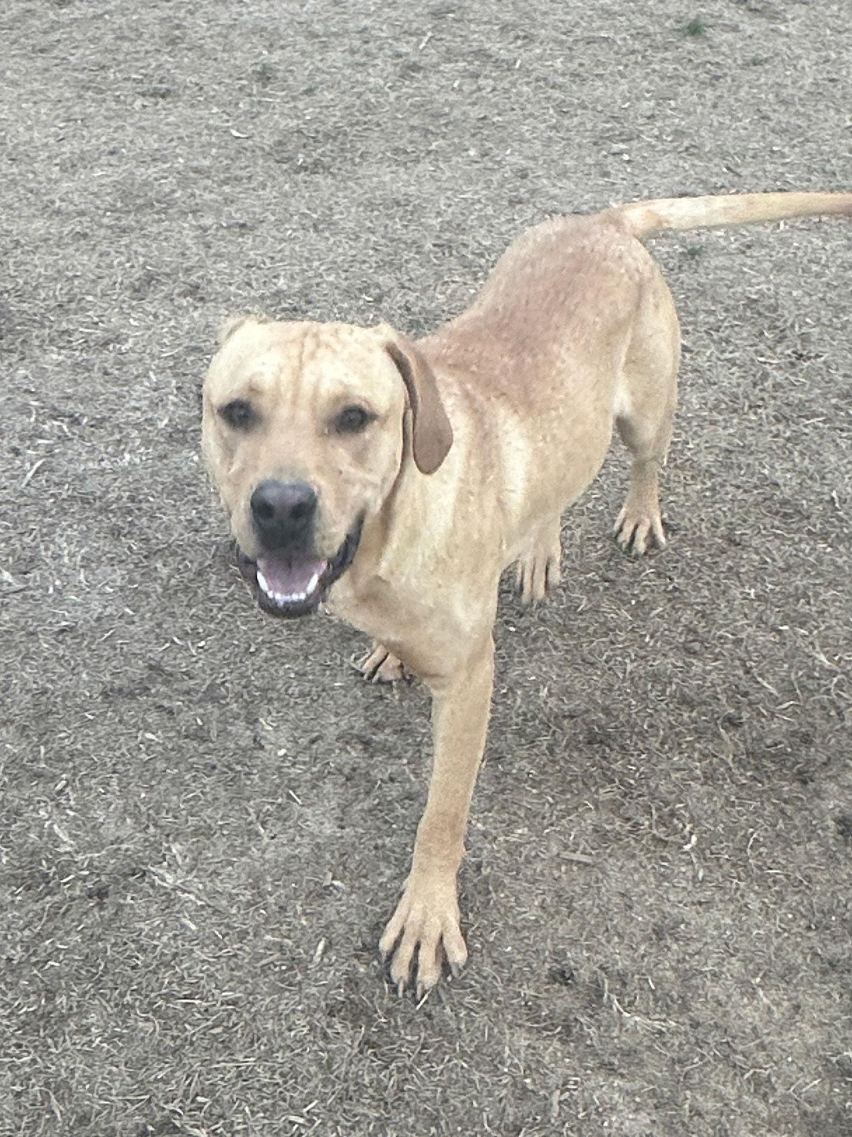 Griffin, Adoptable, Puppy Male Hound.