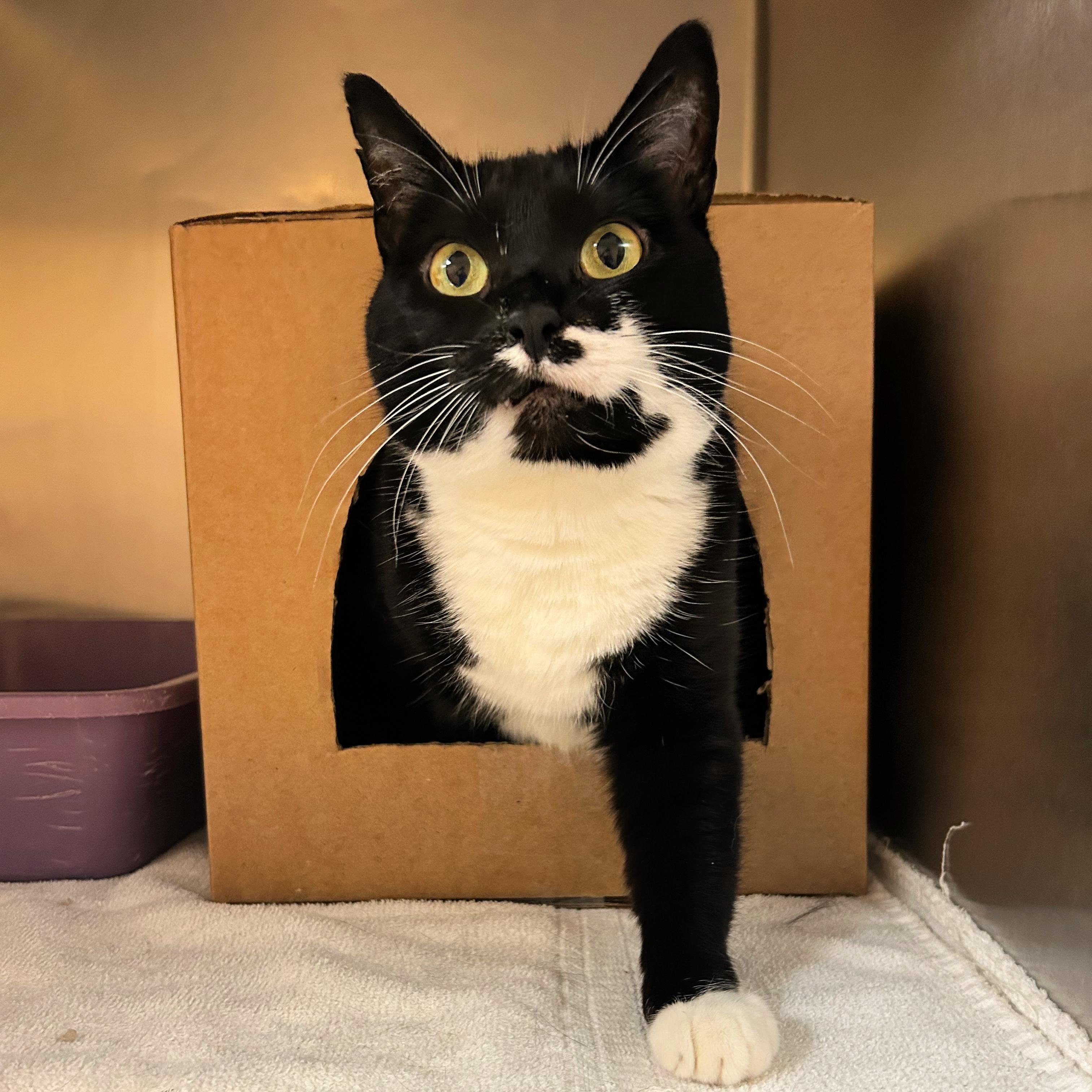Enlarge Nova, a ADOPTABLE mixed breed in Lindon, UT image 1/1