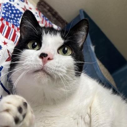 Feathers, Adoptable, Adult Female Domestic Short Hair.