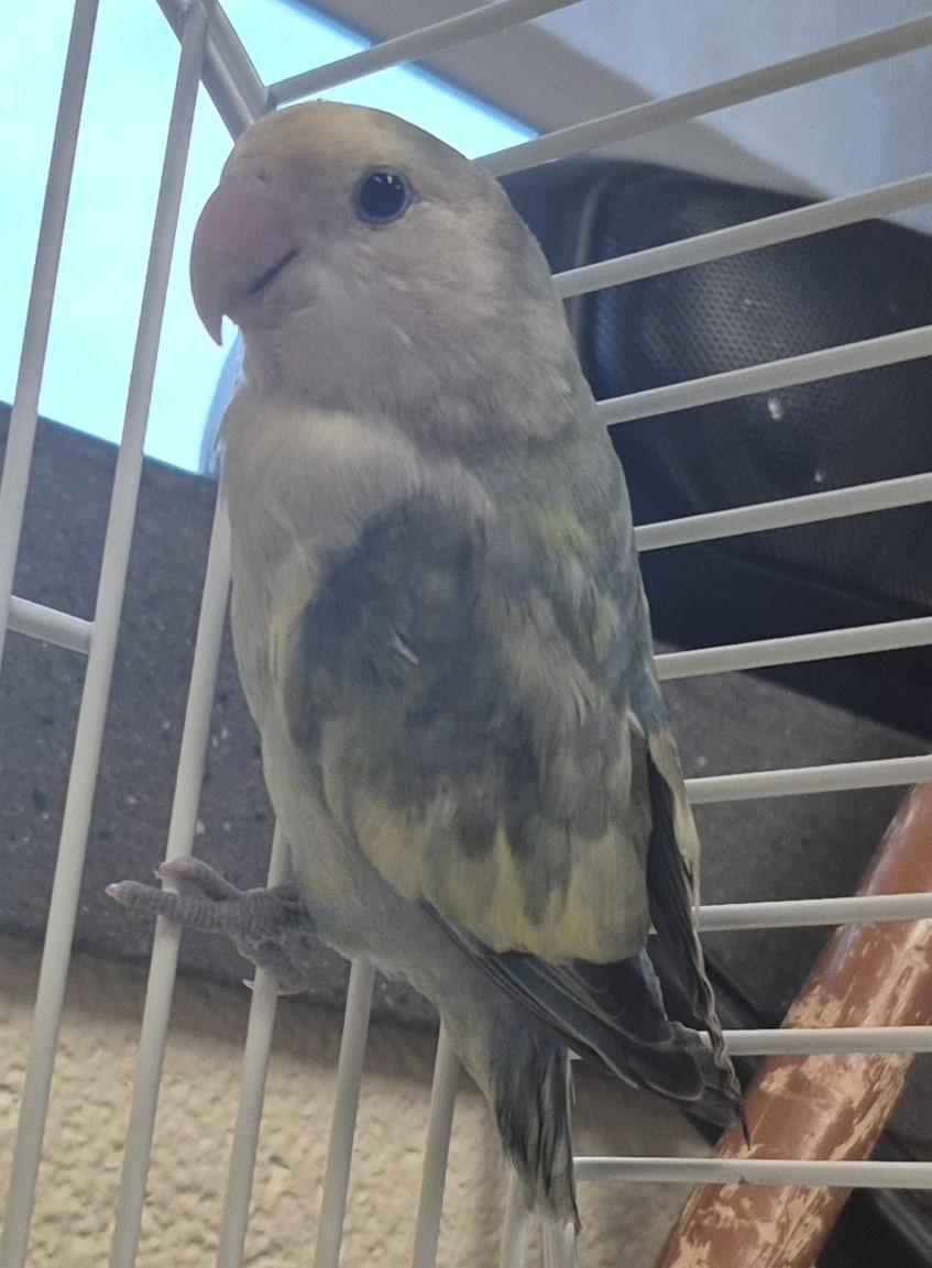 Pumpkin, adopted, Adult Unknown Lovebird.