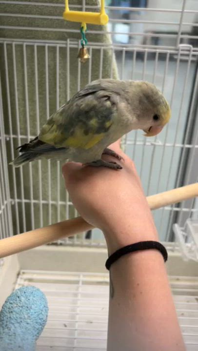 Enlarge Pumpkin, an adopted Lovebird in Mississauga, ON video 2/2
